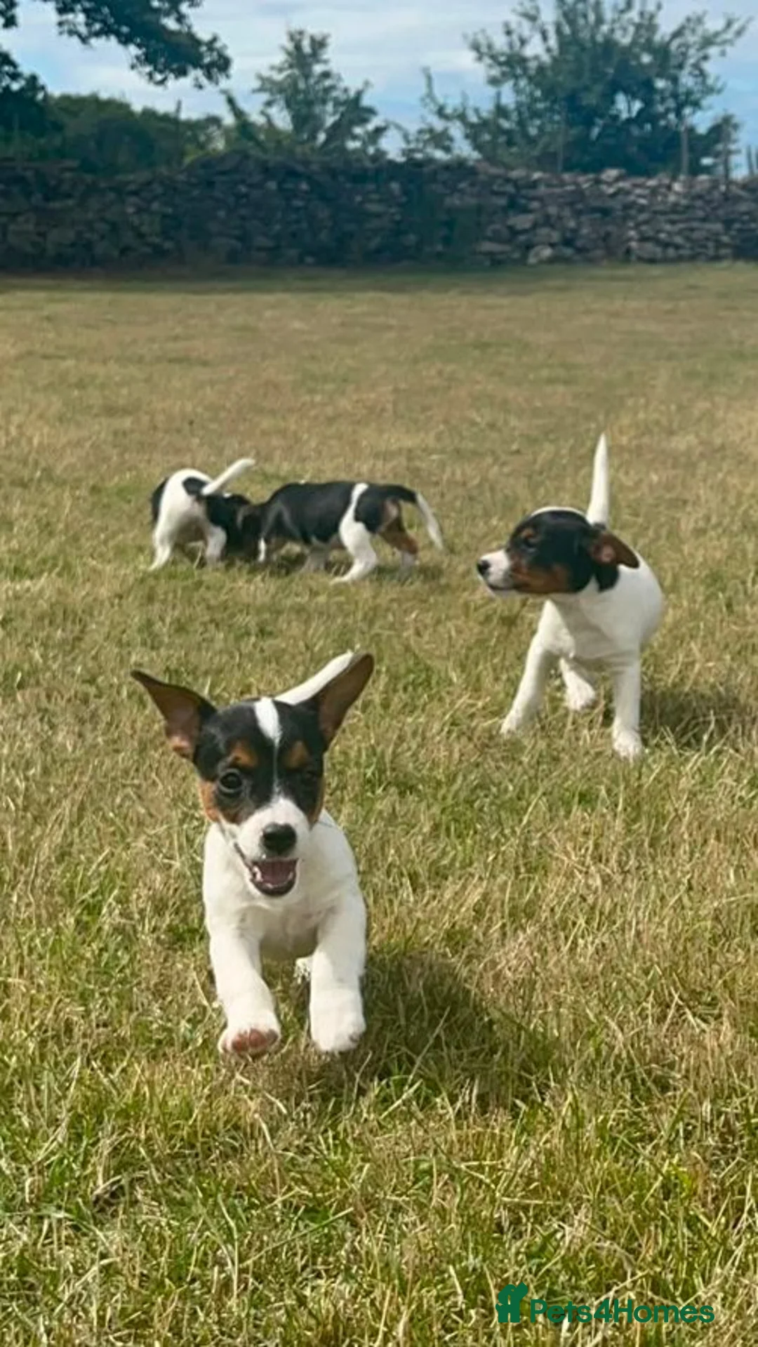 Jack Russell dogs for sale: Gorgeous Jack Russell Puppies  - Advert 2