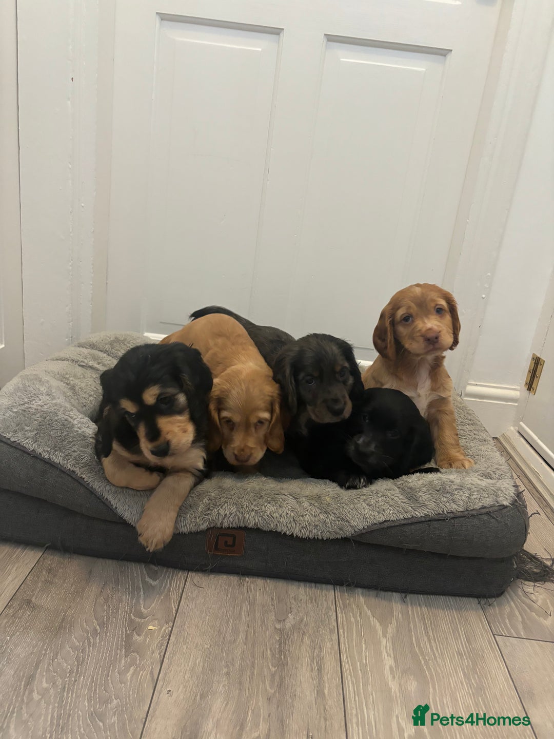 Cocker Spaniel dogs for sale: Chunky playful full Pedigree show type kc parents - Image 7