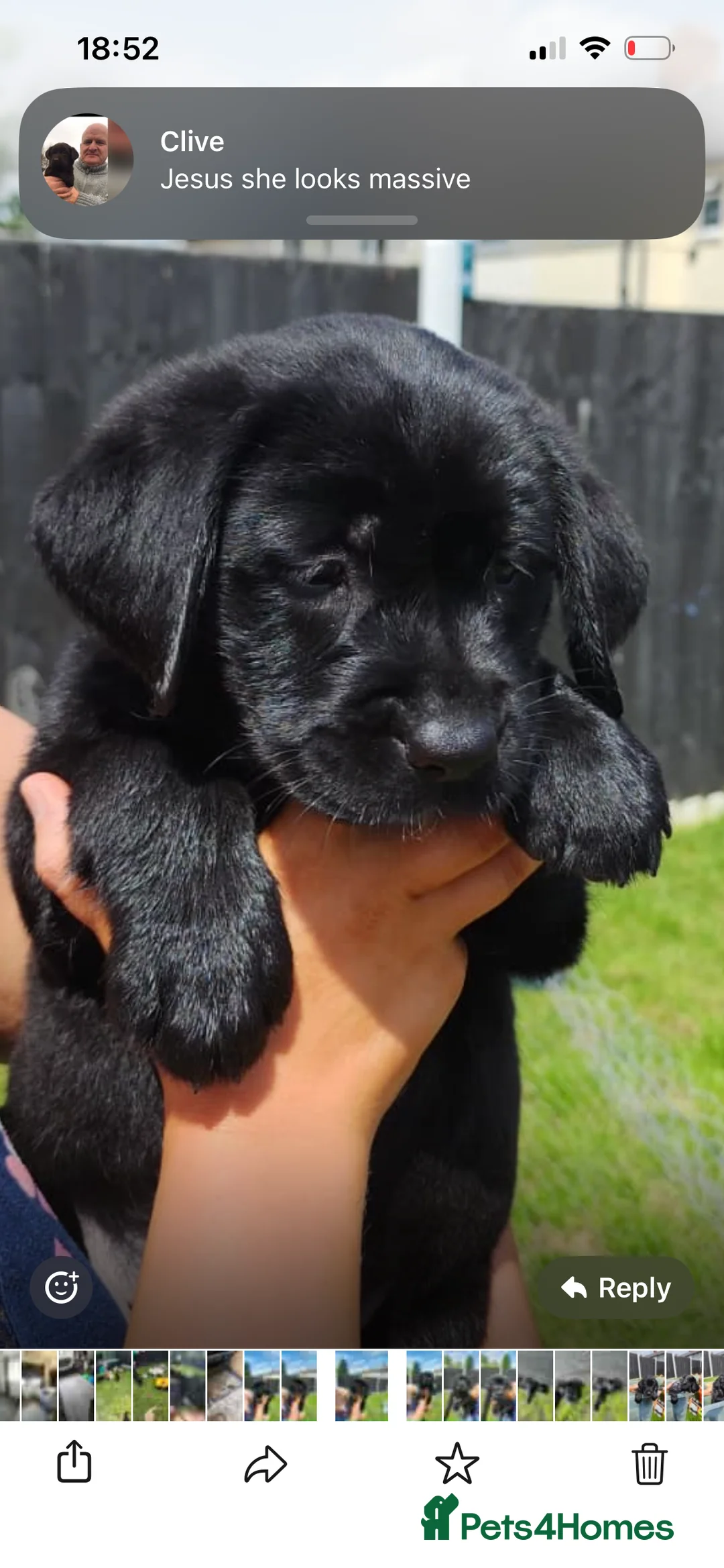 Labrador Retriever dogs for sale: Ready now! Female black Labrador - Advert 2
