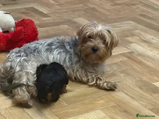 Yorkshire Terrier dogs Adorable litter 3 Yorkshire Terrier Puppies - Advert 5