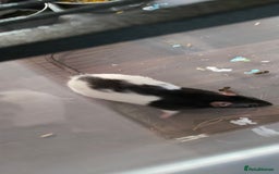 Rat rodents for sale: Male rats - Image 5