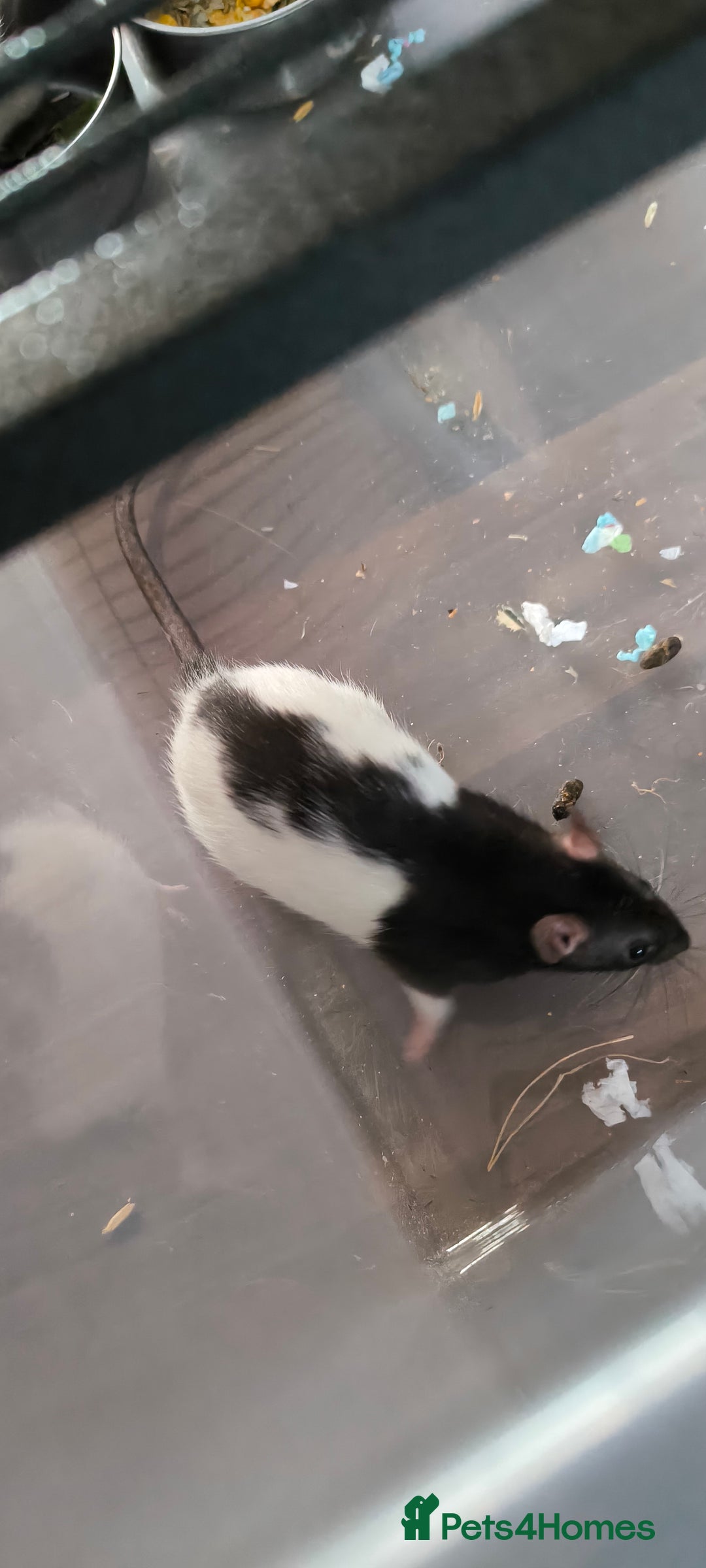 Rat rodents for sale: Male rats - Image 5