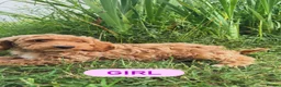Cockapoo dogs for sale: F1 LAST BOY cockapoo READY TO LEAVE  - Advert 3