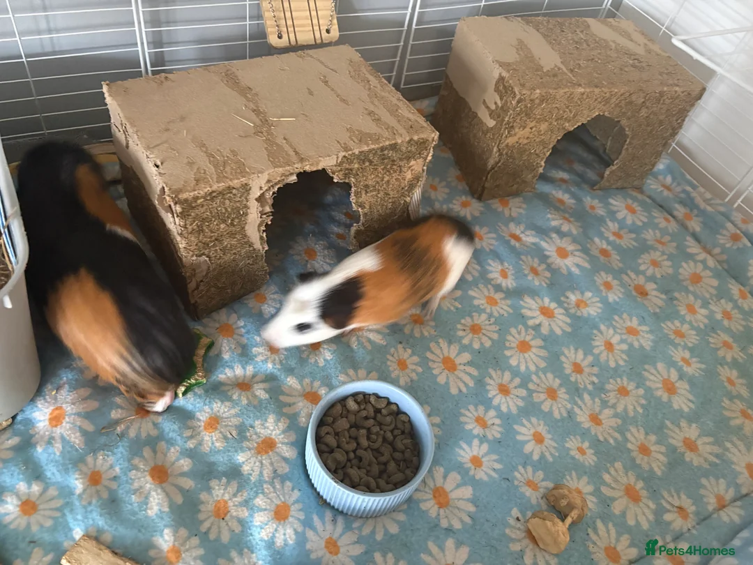 Guinea Pig rodents for sale: 2 male guinea pigs in Chelmsford - Advert 6