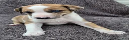 Mixed Breed dogs for sale: Lurcher bull puppies for sale - Advert 21