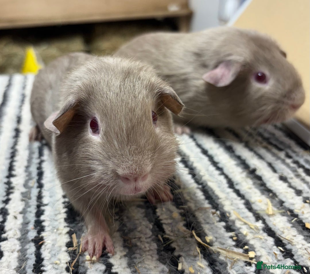 Guinea Pig rodents for sale: Lilac Boar’s & Swiss Cali marked Boar - Image 4