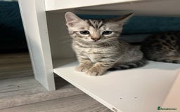 Bengal cats for sale: 🐾 Kittens Looking for a Loving Home! 🐾 - Image 16