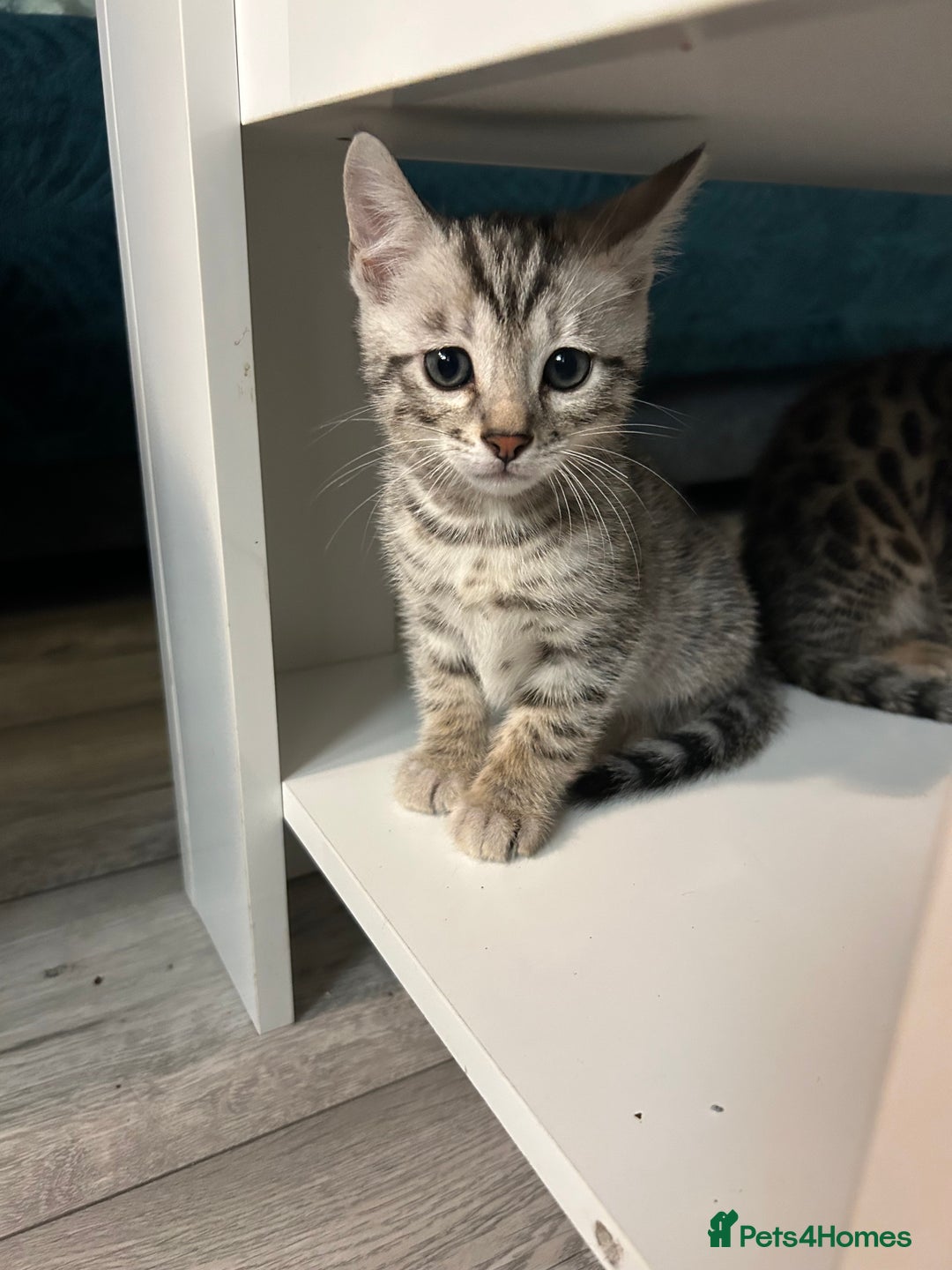 Bengal cats for sale: 🐾 Kittens Looking for a Loving Home! 🐾 - Image 16