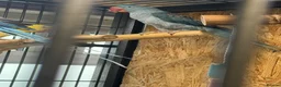 Parrots birds for sale: Blue male and female alexandrine for sale - Advert 6