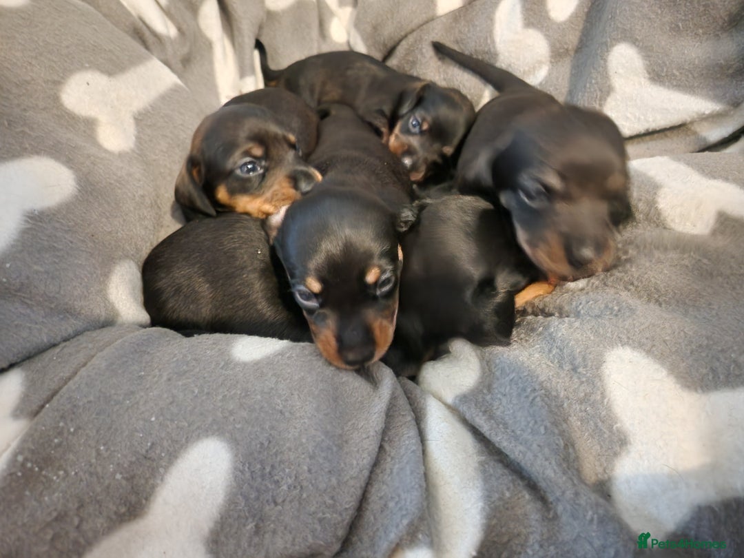 Miniature Dachshund dogs for sale: Full Miniature Dacshund Boy Puppies - Image 2