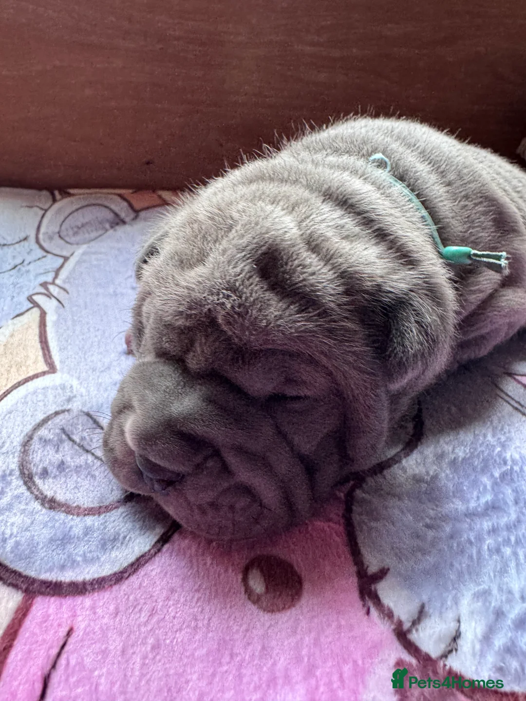 Shar Pei dogs for sale: Stunning Bullpei Puppies (Sharpei/English Bulldog) - Advert 31