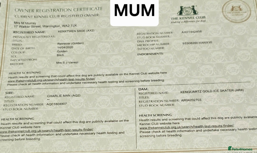 Golden Retriever dogs for sale:  golden retriever pups - Advert 25