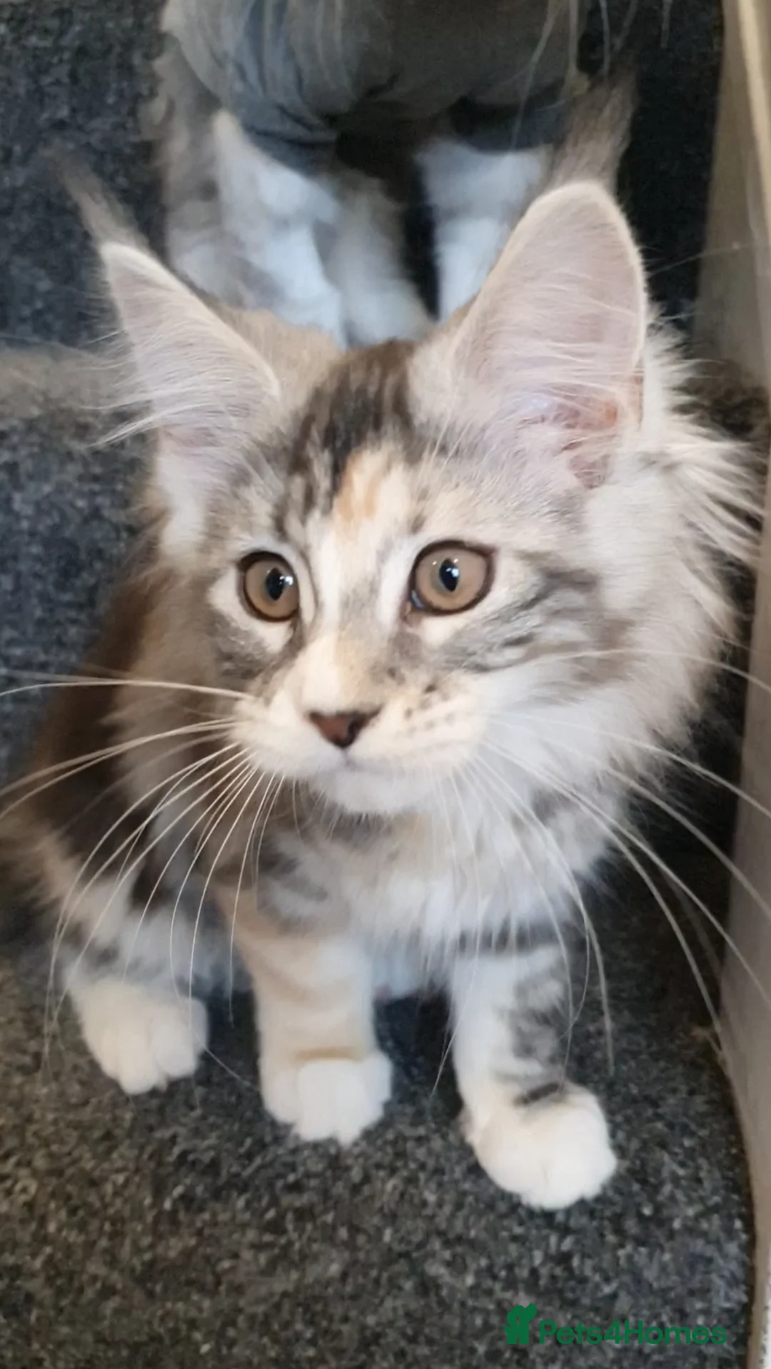 Maine Coon cats for sale: pure maine coon kitten - Advert 2