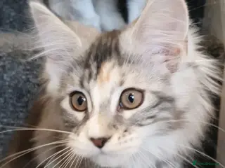 Maine Coon cats pure maine coon kitten - Advert 7