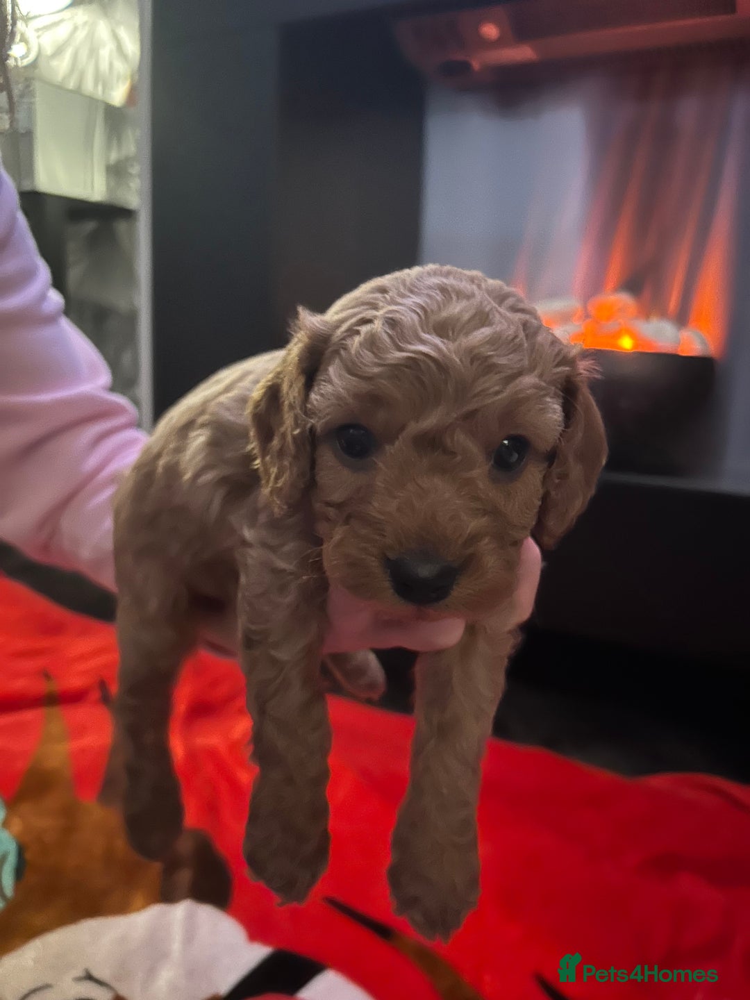 Cavapoo dogs for sale: Cavapoo - Advert 5