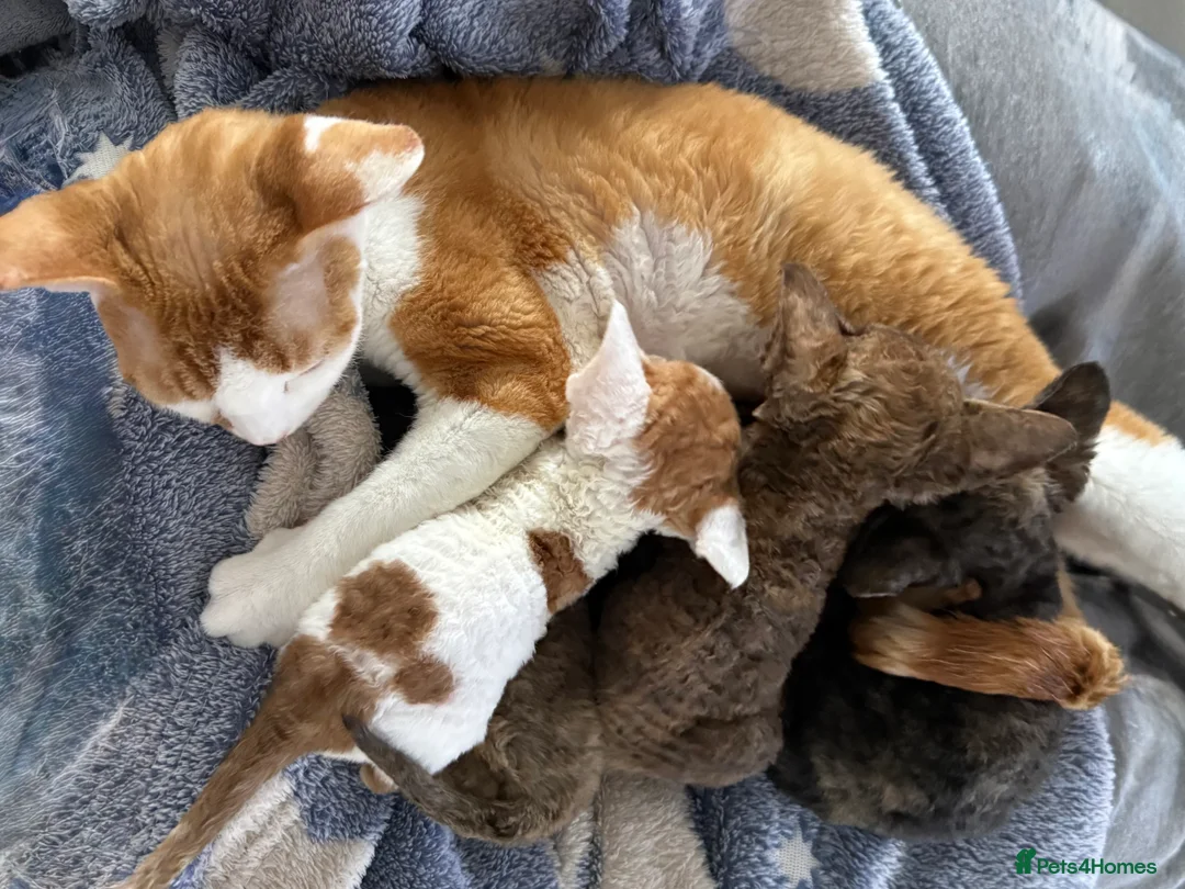 Devon Rex cats for sale: GCCF registered Devon Rex - Male and female - Advert 2