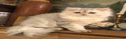 British Shorthair cats for sale: British shorthair kittens  - Advert 11