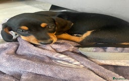 Dachshund dogs for sale: Dachshund Puppies  - Image 5