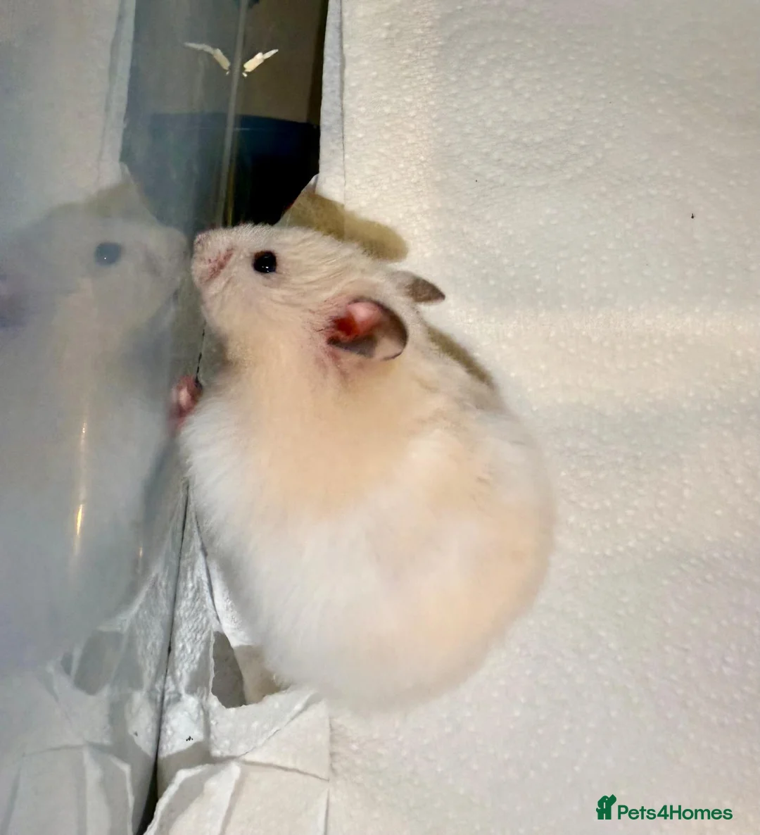 Hamster rodents for sale: Baby Syrian hamsters - Advert 4