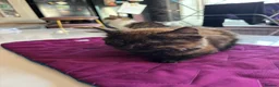 American Shorthair cats for sale: American shorthair babies  - Advert 16