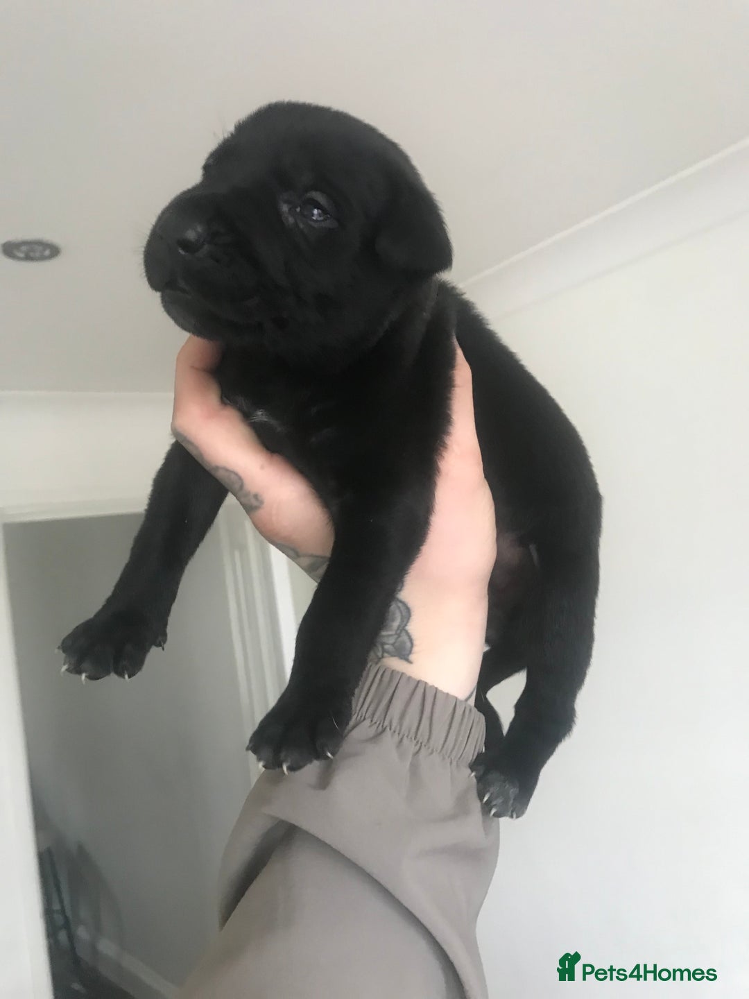 Mixed Breed dogs for sale: Presa shepherds  - Advert 4