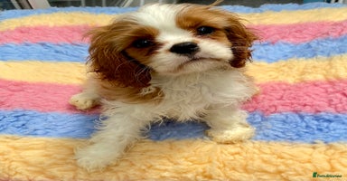 Cavalier King Charles Spaniel dogs in Wolverhampton - Advert 5