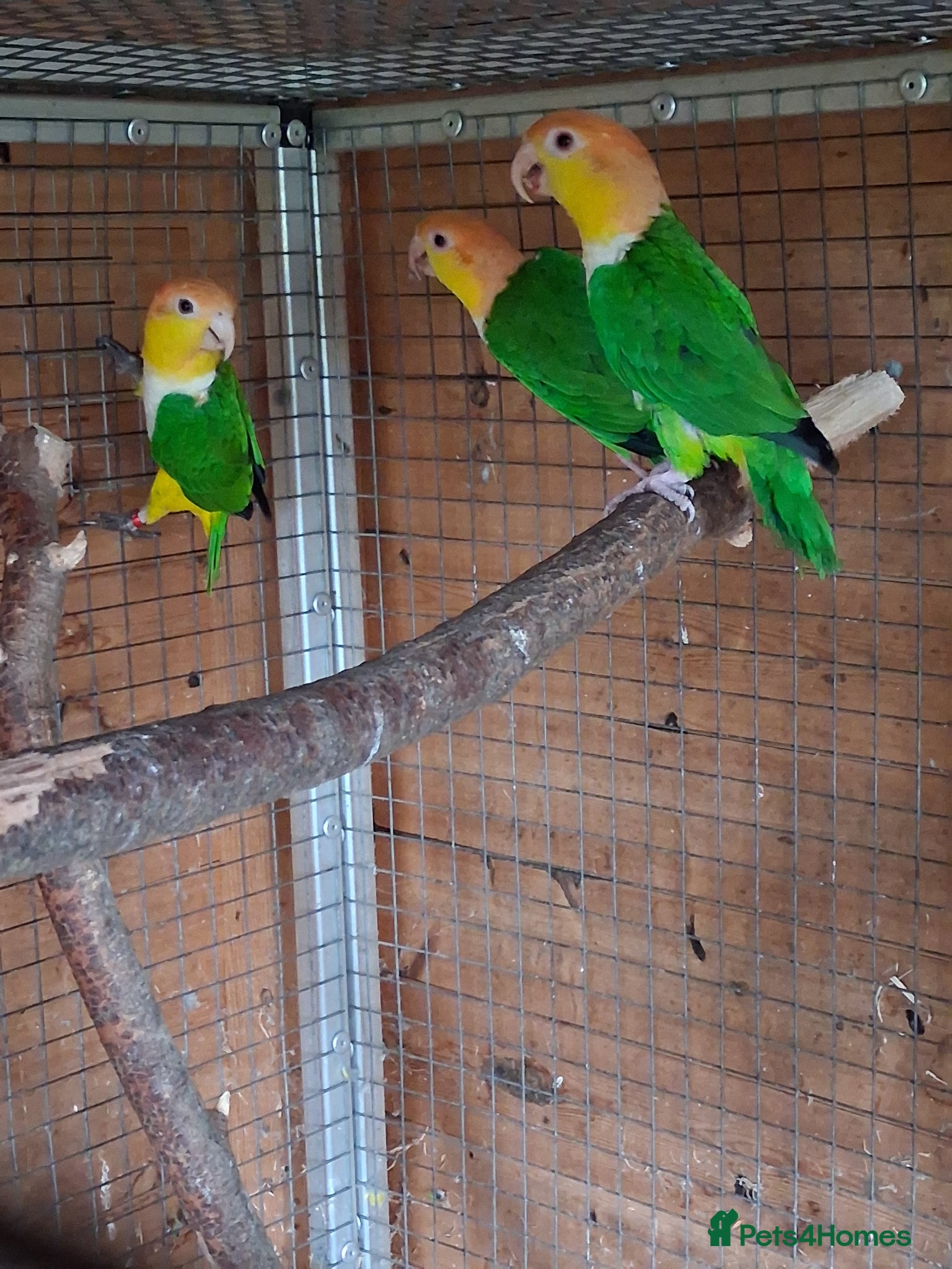 Parrots birds Green Thighed Caiques & Dusky Pionus - Advert 11