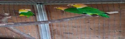 Parrots birds for sale: Green Thighed Caiques & Dusky Pionus - Advert 1