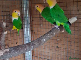 Parrots birds Green Thighed Caiques & Dusky Pionus - Advert 11