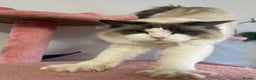 Ragdoll cats for sale: 3 year old blue point bicolour ragdoll - Advert 8