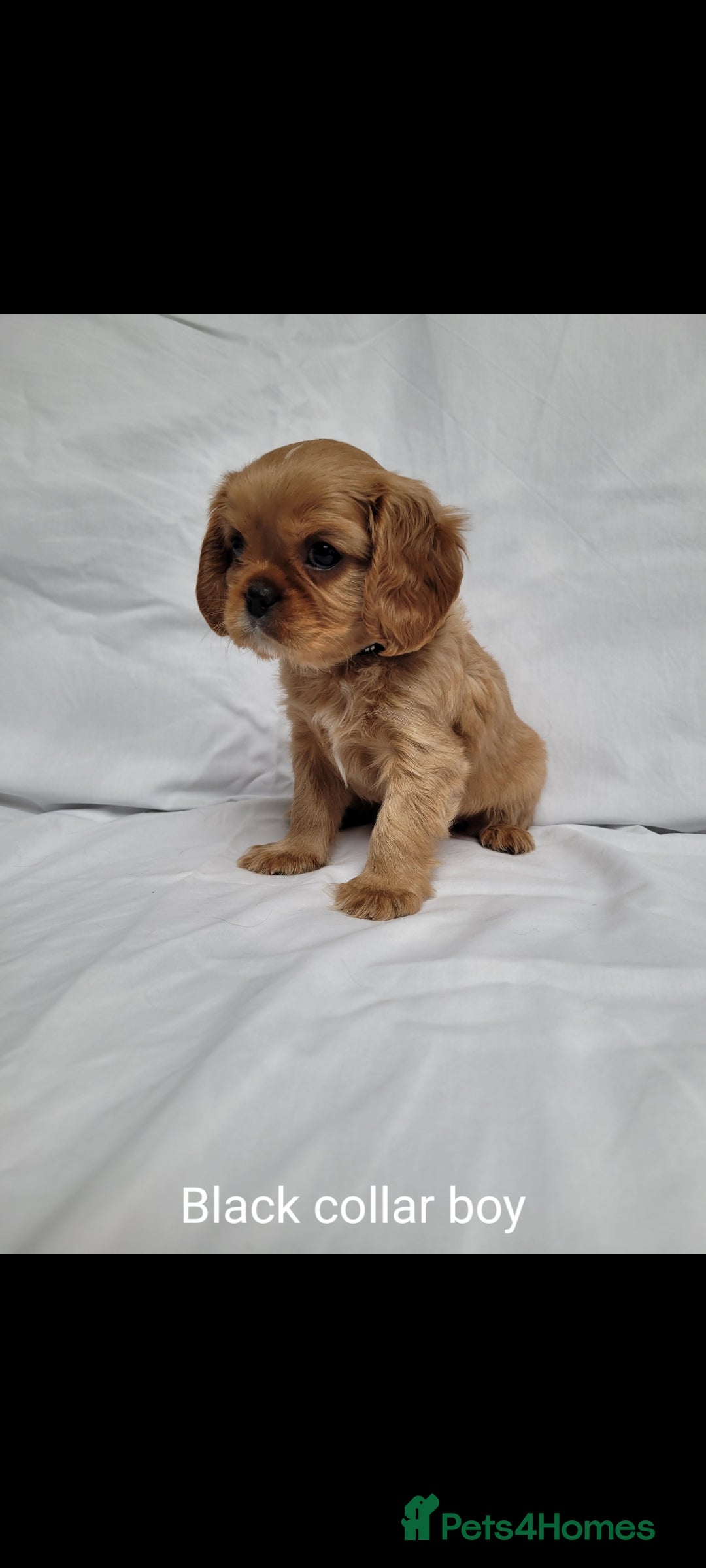 Cavalier King Charles Spaniel dogs for sale: Stunning Cavalier Puppies–Champ Blood,HealthTested - Image 14