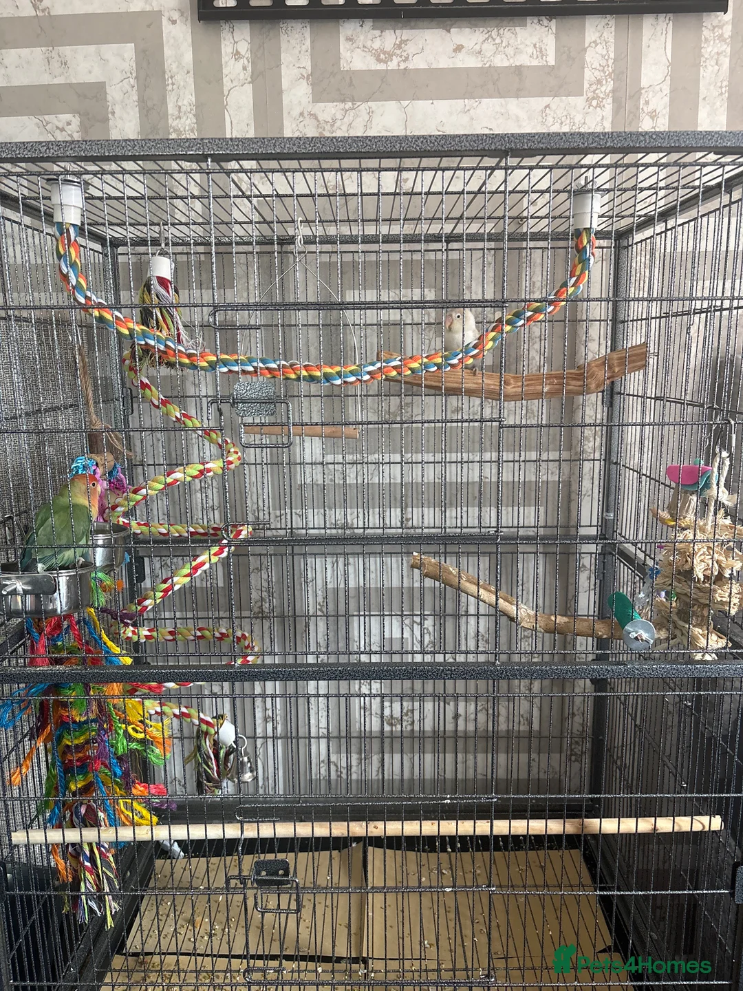 Lovebirds birds for sale: pair of bonded lovebirds  in Wolverhampton - Advert 2
