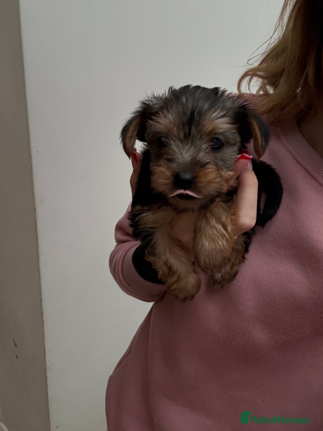 Yorkshire Terrier dogs for sale: Yorkshire puppy - Advert 8