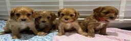 Cavapoo dogs for sale: F1 cavapoo in Gravesend - Advert 18