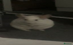 Chinchilla rodents for sale: 2 x male chinchillas and cage for sale  - Image 3