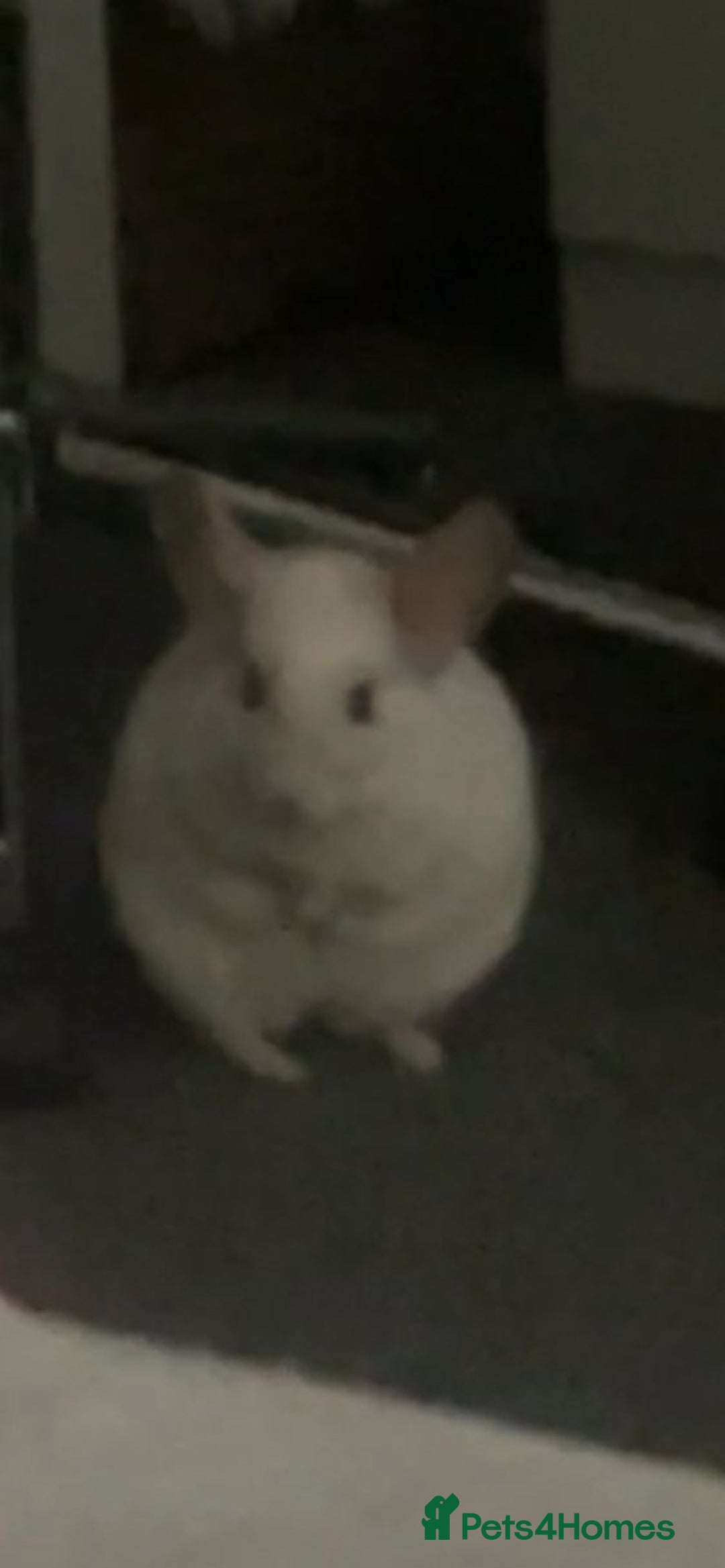 Chinchilla rodents for sale: 2 x male chinchillas and cage for sale  - Image 3