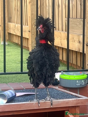 Chickens poultry - Advert 10