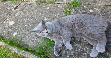 British Shorthair cats - Advert 11