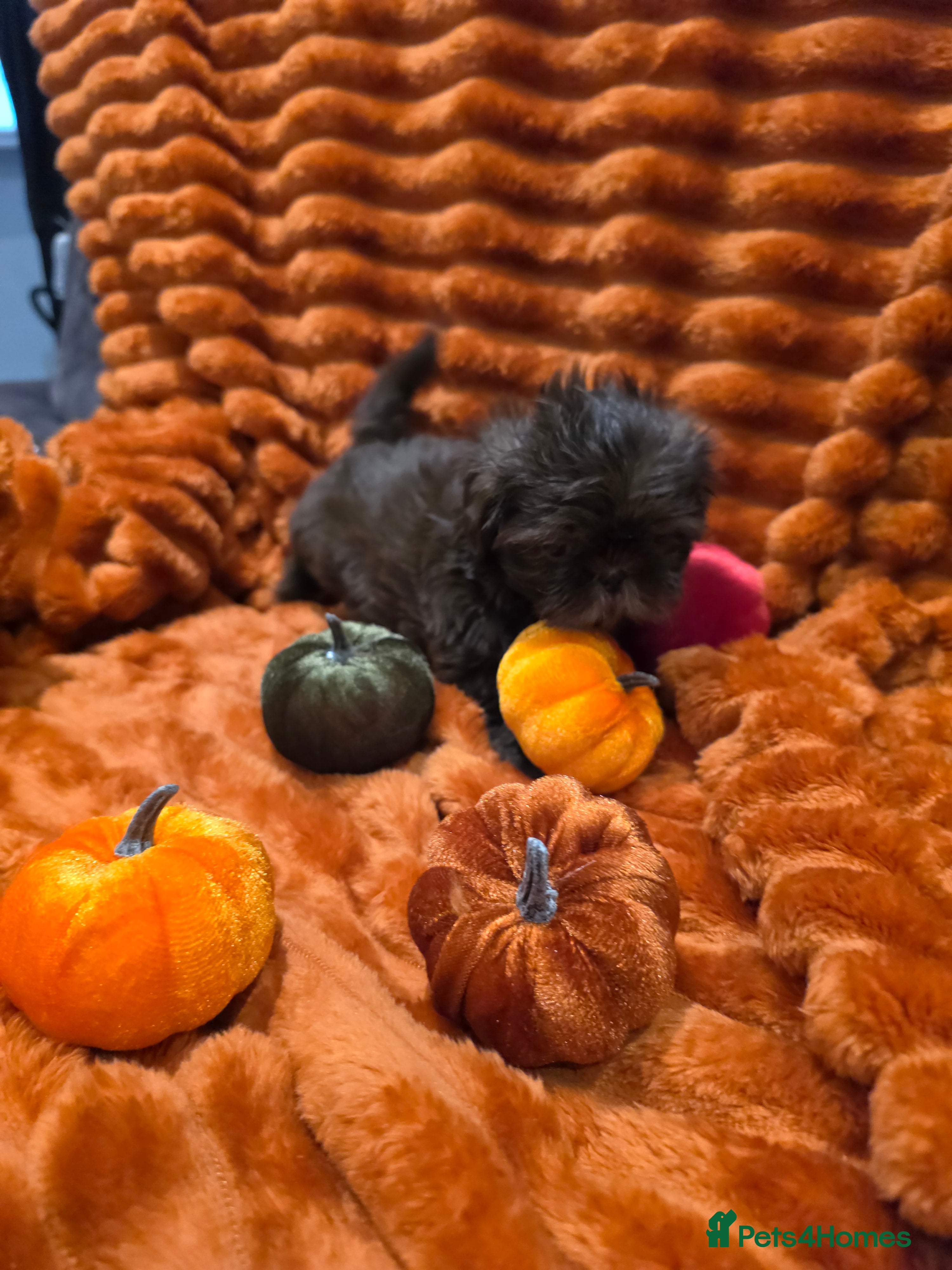 Shih Tzu dogs Mini Chocolate Pedigree Shih Tzu Puppies Orpington - Advert 2