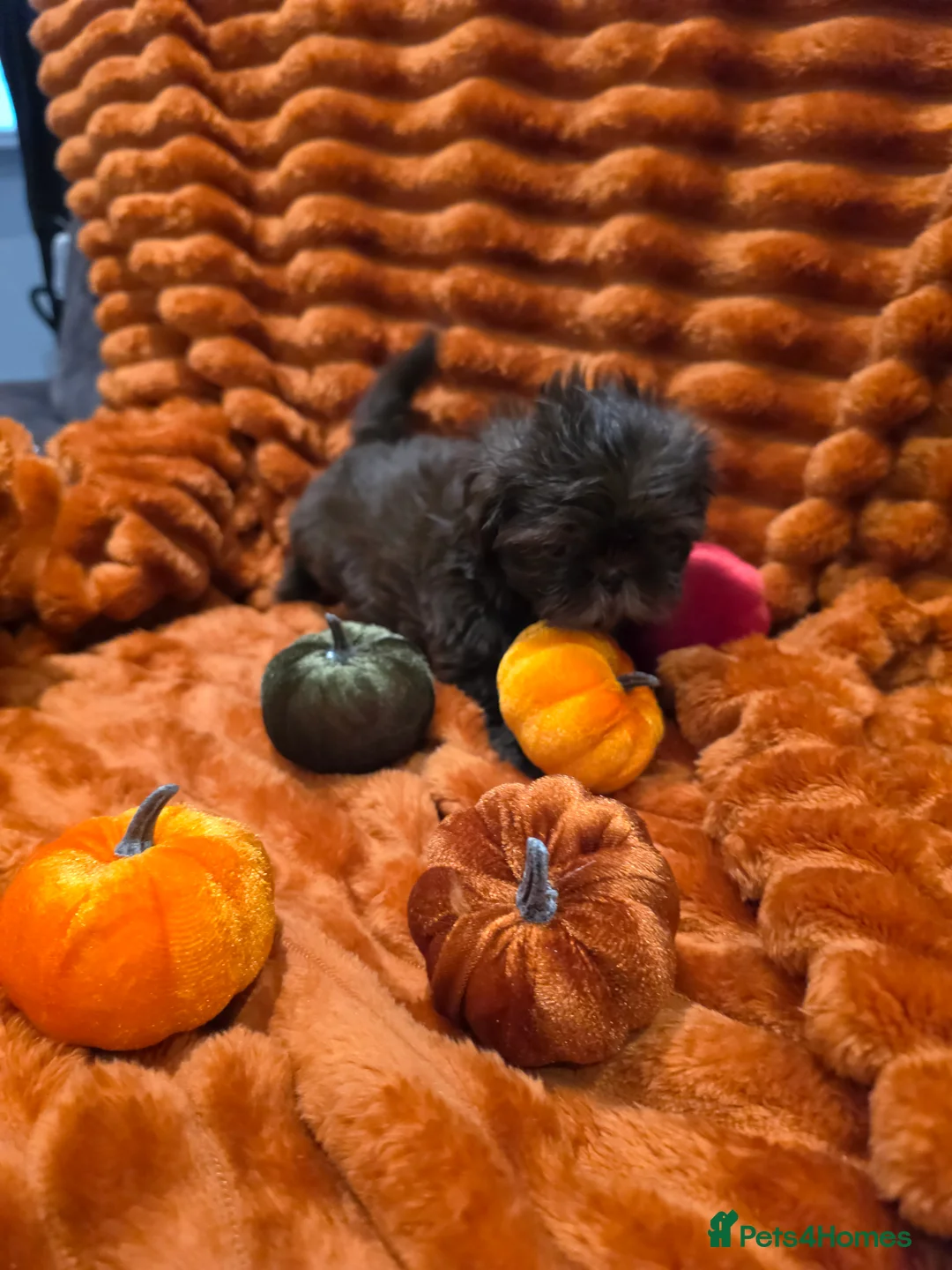 Shih Tzu dogs for sale: Mini Chocolate Pedigree Shih Tzu Puppies Orpington in Orpington - Advert 2
