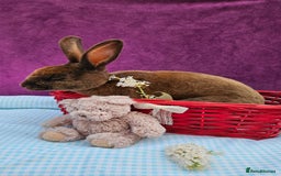 Mini Lop rabbits for sale: Baby velveteen lops & adult mini rex  - Image 11