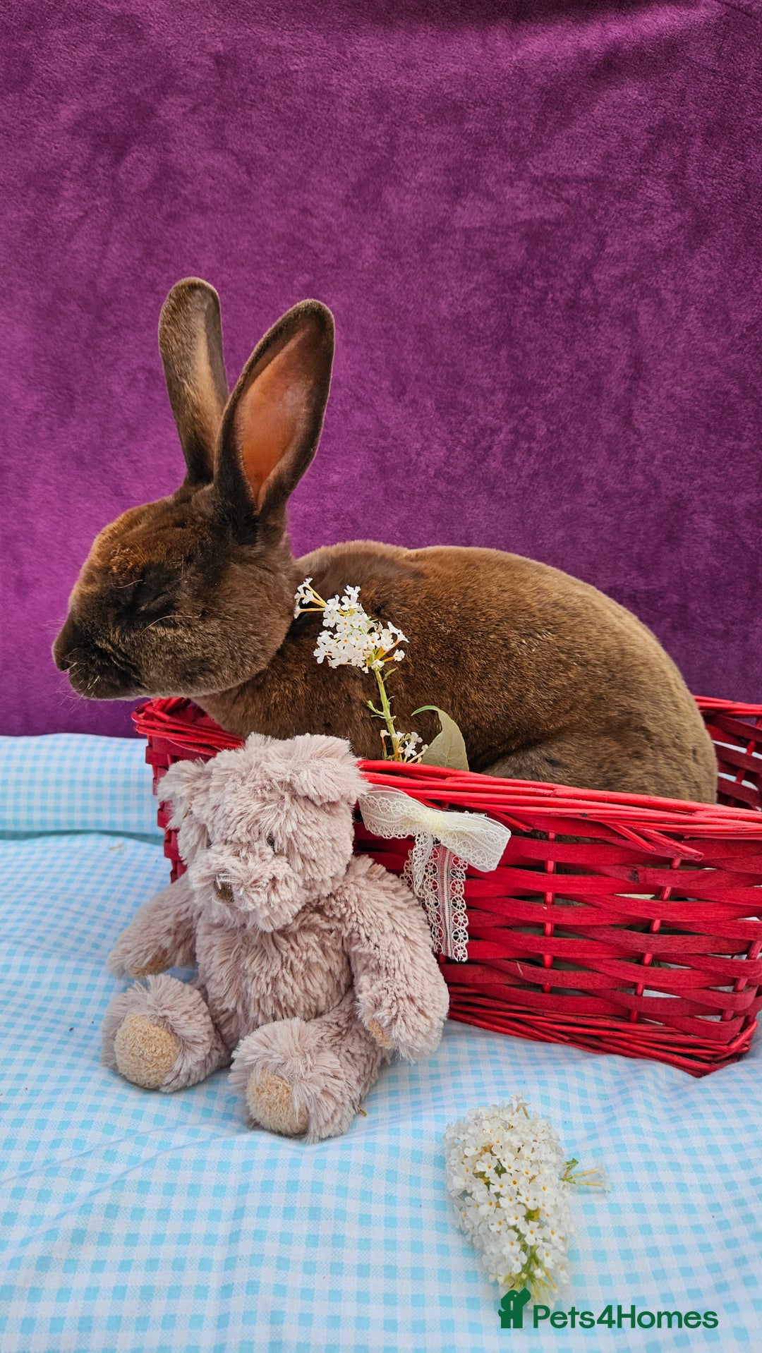 Mini Lop rabbits for sale: Baby velveteen lops & adult mini rex  - Image 11