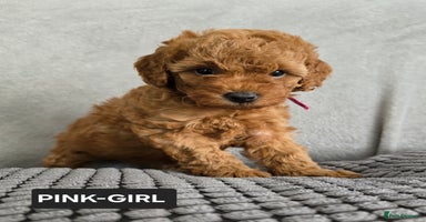 Toy Poodle dogs - Advert 14