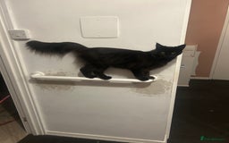 Maine Coon cats for sale: Maine coon cross  - Image 8
