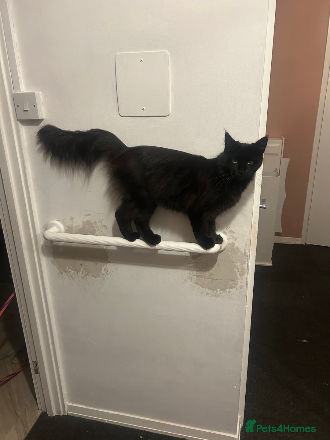 Maine Coon cats for sale: Maine coon cross  - Image 8