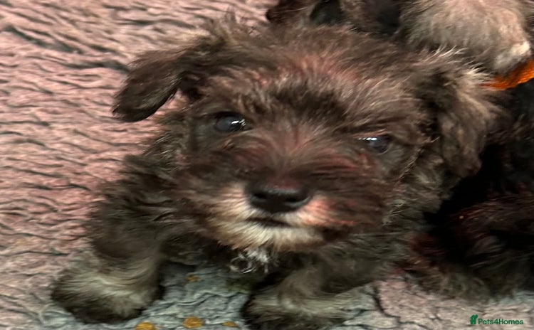 Miniature Schnauzer dogs - Advert 7