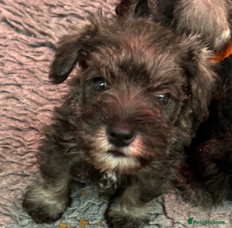Miniature Schnauzer dogs - Advert 1
