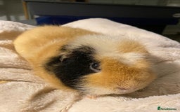 Guinea Pig rodents for sale: 2 male guinea pigs for sale - Image 2