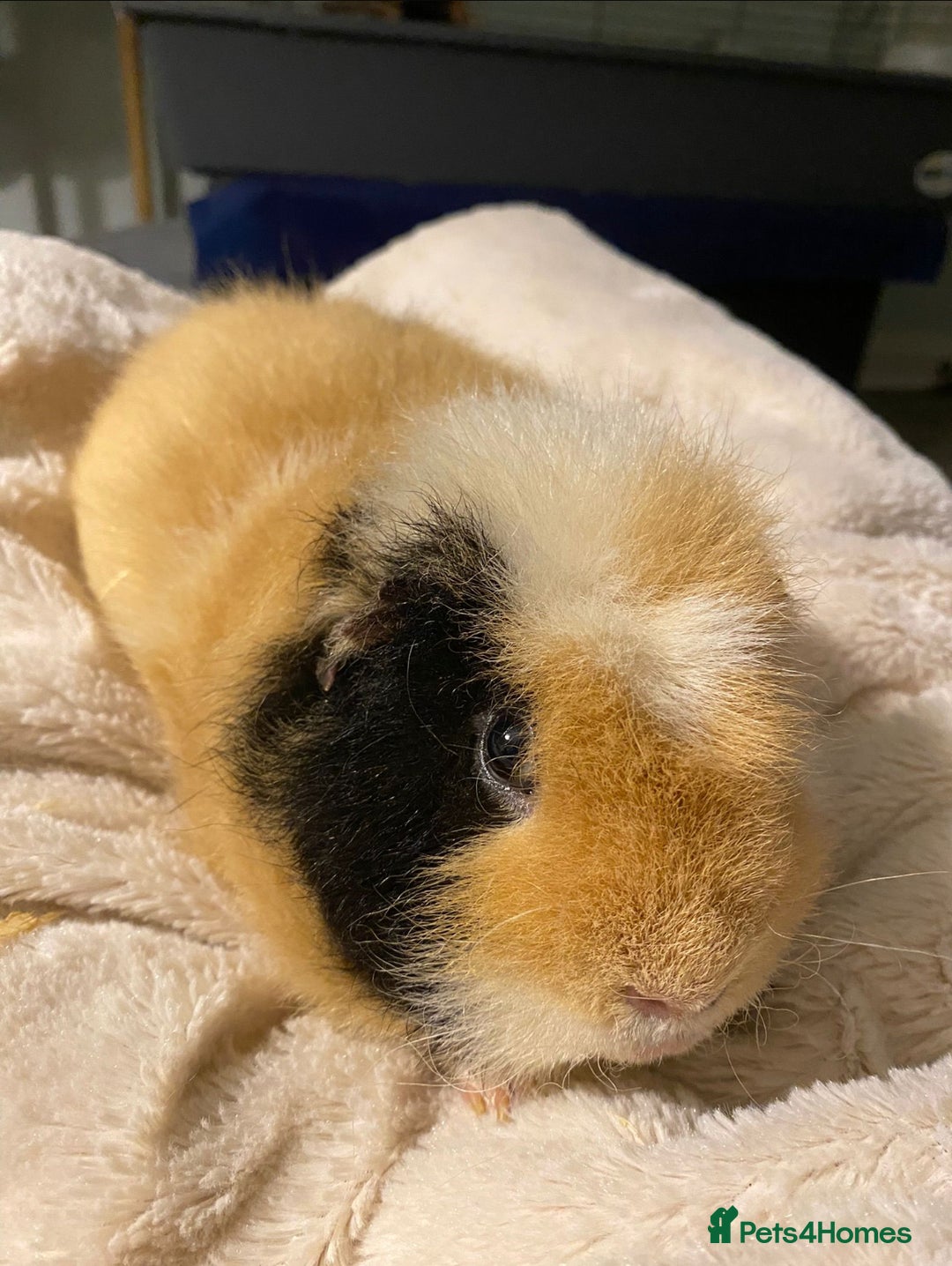 Guinea Pig rodents for sale: 2 male guinea pigs for sale - Image 2