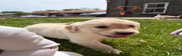 Golden Retriever dogs for sale: FULLY VACCINATED KC REG GOLDEN RETRIEVERS - Advert 23